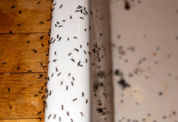Reliable Los Alamitos, CA Pest Control Solutions