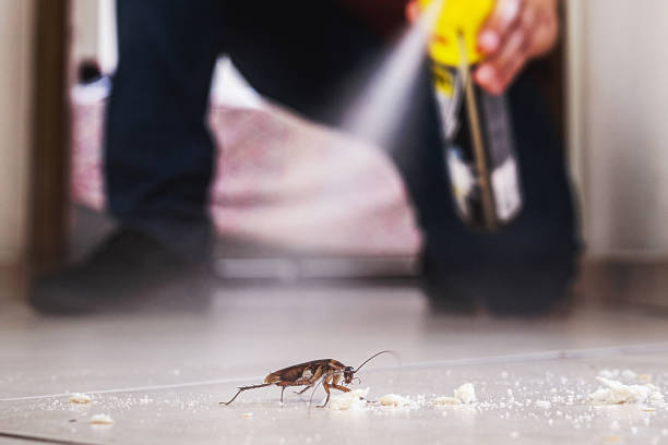Best Local Pest Control Services  in Los Alamitos, CA